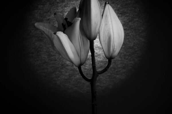 fleur3165 9
