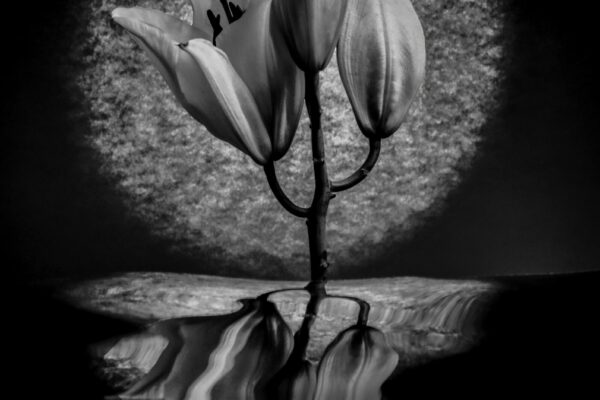 fleur3170 3